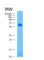 SDS-PAGE analysis of Mouse Ahsg (Alpha-2-Hs-Glycoprotein) - Recombinant Protein, showing >95% purity under 15% SDS-PAGE (Reduced)