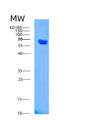 SDS-PAGE analysis of Human AIFM1 (Apoptosis-Inducing Factor 1, Mitochondrial) - Recombinant Protein, showing >90% purity under 15% SDS-PAGE (Reduced)