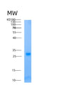 SDS-PAGE analysis of Human Adenylate Kinase 2 (AK2) - Recombinant Protein, showing >90% purity under 15% SDS-PAGE (Reduced)