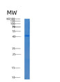 SDS-PAGE analysis of Human AKR7A3 (Aflatoxin B1 Aldehyde Reductase Member 3) - Recombinant Protein, CAT# BLT-08367P showing >85% purity under 15% SDS-PAGE (Reduced)