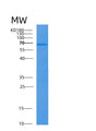 SDS-PAGE analysis of Human FBF1 (Fas-Binding Factor 1) - Recombinant Protein, showing >90% purity under 15% SDS-PAGE (Reduced)