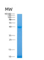 SDS-PAGE analysis of Human ALDOA (Fructose-Bisphosphate Aldolase A) - Recombinant Protein, CAT# BLT-08368P showing >85% purity under 15% SDS-PAGE (Reduced)