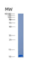 SDS-PAGE analysis of Human ANAPC13 (Anaphase-Promoting Complex Subunit 13) - Recombinant Protein, showing >90% purity under 15% SDS-PAGE (Reduced)