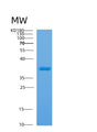 SDS-PAGE analysis of Human APOH (Beta-2-Glycoprotein 1) - Recombinant Protein, showing >90% purity under 15% SDS-PAGE (Reduced)