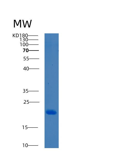 SDS-PAGE analysis of Human BCL2A1 (Bcl-2-Related Protein A1) - Recombinant Protein, showing >90% purity under 15% SDS-PAGE (Reduced)
