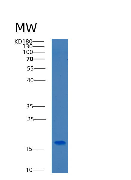 SDS-PAGE analysis of Human BEX1 (Protein Bex1) - Recombinant Protein, showing >90% purity under 15% SDS-PAGE (Reduced)