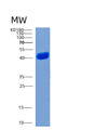 SDS-PAGE analysis of Human CHI3L1 (Chitinase-3-Like Protein 1) - Recombinant Protein, showing >85% purity under 15% SDS-PAGE (Reduced)