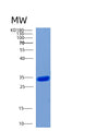 SDS-PAGE analysis of Human STUB1 (E3 Ubiquitin-Protein Ligase Chip) - Recombinant Protein, showing >95% purity under 15% SDS-PAGE (Reduced)