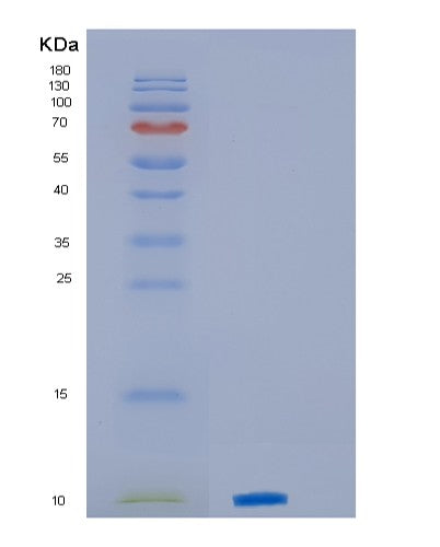 SDS-PAGE analysis of Human PF4 (Platelet Factor 4) - Recombinant Protein, showing >90% purity under 15% SDS-PAGE (Reduced)