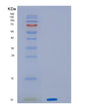 SDS-PAGE analysis of Human PF4 (Platelet Factor 4) - Recombinant Protein, showing >90% purity under 15% SDS-PAGE (Reduced)