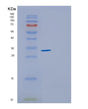 SDS-PAGE analysis of Human CYB5R1 (Nadh-Cytochrome B5 Reductase 1) - Recombinant Protein, showing >90% purity under 15% SDS-PAGE (Reduced)