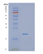 SDS-PAGE analysis of Human PPIH (Peptidyl-Prolyl Cis-Trans Isomerase H) - Recombinant Protein, showing >90% purity under 15% SDS-PAGE (Reduced)