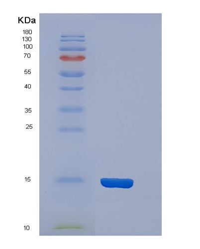 SDS-PAGE analysis of Mouse Cst3 (Cystatin-C) - Recombinant Protein, showing >85% purity under 15% SDS-PAGE (Reduced)