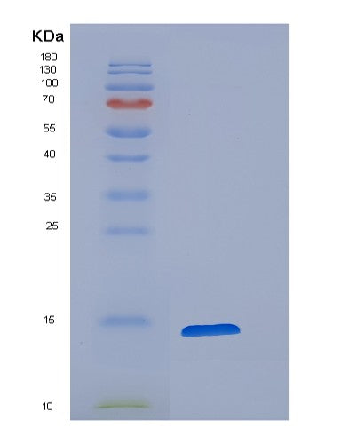 SDS-PAGE analysis of Mouse Cst3 (Cystatin-C) - Recombinant Protein, showing >90% purity under 15% SDS-PAGE (Reduced)