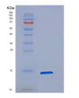 SDS-PAGE analysis of Mouse Cst3 (Cystatin-C) - Recombinant Protein, showing >90% purity under 15% SDS-PAGE (Reduced)