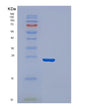 SDS-PAGE analysis of Human CDO1 (Cysteine Dioxygenase Type 1) - Recombinant Protein, showing >85% purity under 15% SDS-PAGE (Reduced)