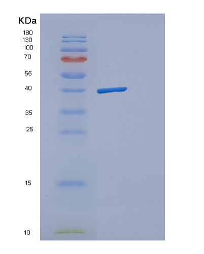 SDS-PAGE analysis of Human DAO (D-Amino-Acid Oxidase) - Recombinant Protein, showing >95% purity under 15% SDS-PAGE (Reduced)