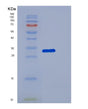 SDS-PAGE analysis of Human DCAF7 (Ddb1- And Cul4-Associated Factor 7) - Recombinant Protein, showing >85% purity under 15% SDS-PAGE (Reduced)
