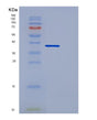 SDS-PAGE analysis of Human DCN (Decorin) - Recombinant Protein, showing >90% purity under 15% SDS-PAGE (Reduced)