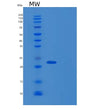 SDS-PAGE analysis of Human DCTN6 (Dynactin Subunit 6) - Recombinant Protein, showing >90% purity under 15% SDS-PAGE (Reduced)