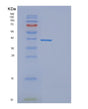 SDS-PAGE analysis of Human DEDD (Death Effector Domain-Containing Protein) - Recombinant Protein, showing >90% purity under 15% SDS-PAGE (Reduced)