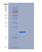 SDS-PAGE analysis of Human DESI1 (Desumoylating Isopeptidase 1) - Recombinant Protein, showing >95% purity under 15% SDS-PAGE (Reduced)