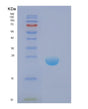 SDS-PAGE analysis of Human DIRAS1 (Gtp-Binding Protein Di-Ras1) - Recombinant Protein, showing >85% purity under 15% SDS-PAGE (Reduced)
