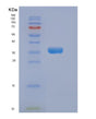 SDS-PAGE analysis of Human DKK3 (Dickkopf-Related Protein 3) - Recombinant Protein, showing >90% purity under 15% SDS-PAGE (Reduced)