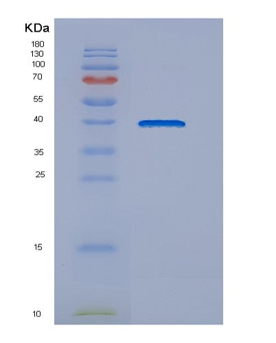 SDS-PAGE analysis of Human DNAJB4 (Dnaj Homolog Subfamily B Member 4) - Recombinant Protein, showing >85% purity under 15% SDS-PAGE (Reduced)