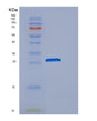 SDS-PAGE analysis of Human DNAJB8 (Dnaj Homolog Subfamily B Member 8) - Recombinant Protein, showing >90% purity under 15% SDS-PAGE (Reduced)