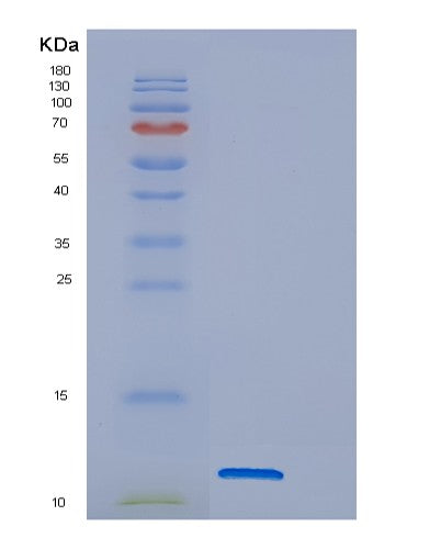 SDS-PAGE analysis of Human DNAJC15 (Dnaj Homolog Subfamily C Member 15) - Recombinant Protein, showing >95% purity under 15% SDS-PAGE (Reduced)