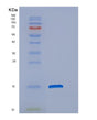 SDS-PAGE analysis of Human DNAJC19 (Mitochondrial Import Inner Membrane Translocase Subunit Tim14) - Recombinant Protein, showing >90% purity under 15% SDS-PAGE (Reduced)