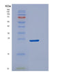 SDS-PAGE analysis of Human DUSP18 (Dual Specificity Protein Phosphatase 18) - Recombinant Protein, showing >90% purity under 15% SDS-PAGE (Reduced)