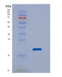 SDS-PAGE analysis of Human DUSP19 (Dual Specificity Protein Phosphatase 19) - Recombinant Protein, showing >95% purity under 15% SDS-PAGE (Reduced)