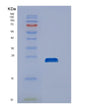 SDS-PAGE analysis of Human DUSP21 (Dual Specificity Protein Phosphatase 21) - Recombinant Protein, showing >90% purity under 15% SDS-PAGE (Reduced)