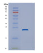 SDS-PAGE analysis of Human DUSP22 (Dual Specificity Protein Phosphatase 22) - Recombinant Protein, showing >85% purity under 15% SDS-PAGE (Reduced)