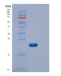 SDS-PAGE analysis of Human DUSP3 (Dual Specificity Protein Phosphatase 3) - Recombinant Protein, showing >95% purity under 15% SDS-PAGE (Reduced)