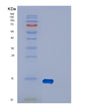 SDS-PAGE analysis of Human DYNLT1 (Dynein Light Chain Tctex-Type 1) - Recombinant Protein, showing >90% purity under 15% SDS-PAGE (Reduced)