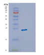 SDS-PAGE analysis of Human ECSIT (Evolutionarily Conserved Signaling Intermediate In Toll Pathway, Mitochondrial) - Recombinant Protein, showing >85% purity under 15% SDS-PAGE (Reduced)
