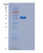 SDS-PAGE analysis of Human EDA2R (Tumor Necrosis Factor Receptor Superfamily Member 27) - Recombinant Protein, showing >90% purity under 15% SDS-PAGE (Reduced)