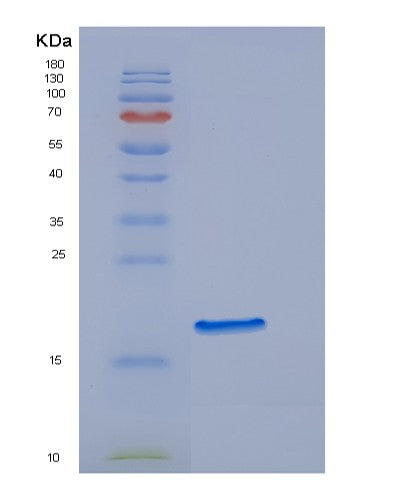 SDS-PAGE analysis of Human EDF1 (Endothelial Differentiation-Related Factor 1) - Recombinant Protein, showing >95% purity under 15% SDS-PAGE (Reduced)