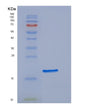 SDS-PAGE analysis of Human EDF1 (Endothelial Differentiation-Related Factor 1) - Recombinant Protein, showing >95% purity under 15% SDS-PAGE (Reduced)