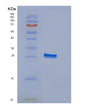 SDS-PAGE analysis of Human EDN3 (Endothelin-3) - Recombinant Protein, showing >85% purity under 15% SDS-PAGE (Reduced)