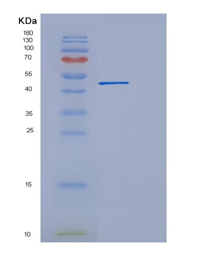 SDS-PAGE analysis of Human EEF1A1 (Elongation Factor 1-Alpha 1) - Recombinant Protein, CAT# BLT-08375P showing >90% purity under 15% SDS-PAGE (Reduced)