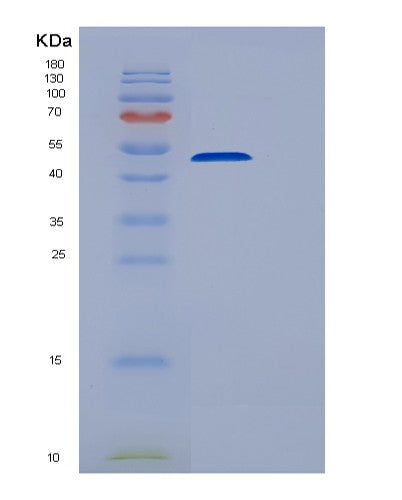SDS-PAGE analysis of Human EEF1G (Elongation Factor 1-Gamma) - Recombinant Protein, showing >85% purity under 15% SDS-PAGE (Reduced)