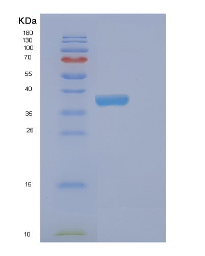 SDS-PAGE analysis of Human EHF (Ets Homologous Factor) - Recombinant Protein, showing >90% purity under 15% SDS-PAGE (Reduced)