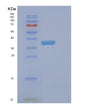SDS-PAGE analysis of Human EHF (Ets Homologous Factor) - Recombinant Protein, showing >90% purity under 15% SDS-PAGE (Reduced)