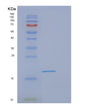 SDS-PAGE analysis of Human EIF1AX (Eukaryotic Translation Initiation Factor 1A, X-Chromosomal) - Recombinant Protein, showing >95% purity under 15% SDS-PAGE (Reduced)