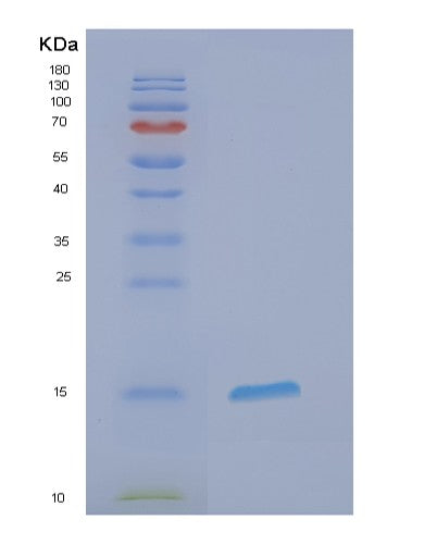 SDS-PAGE analysis of Human EIF1B (Eukaryotic Translation Initiation Factor 1B) - Recombinant Protein, showing >85% purity under 15% SDS-PAGE (Reduced)
