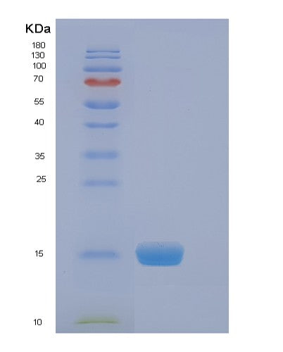 SDS-PAGE analysis of Human EIF4EBP2 (Eukaryotic Translation Initiation Factor 4E-Binding Protein 2) - Recombinant Protein, showing >90% purity under 15% SDS-PAGE (Reduced)